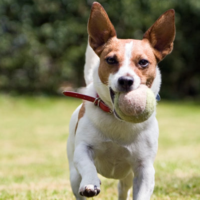 Dog with Ball Dog with Ball