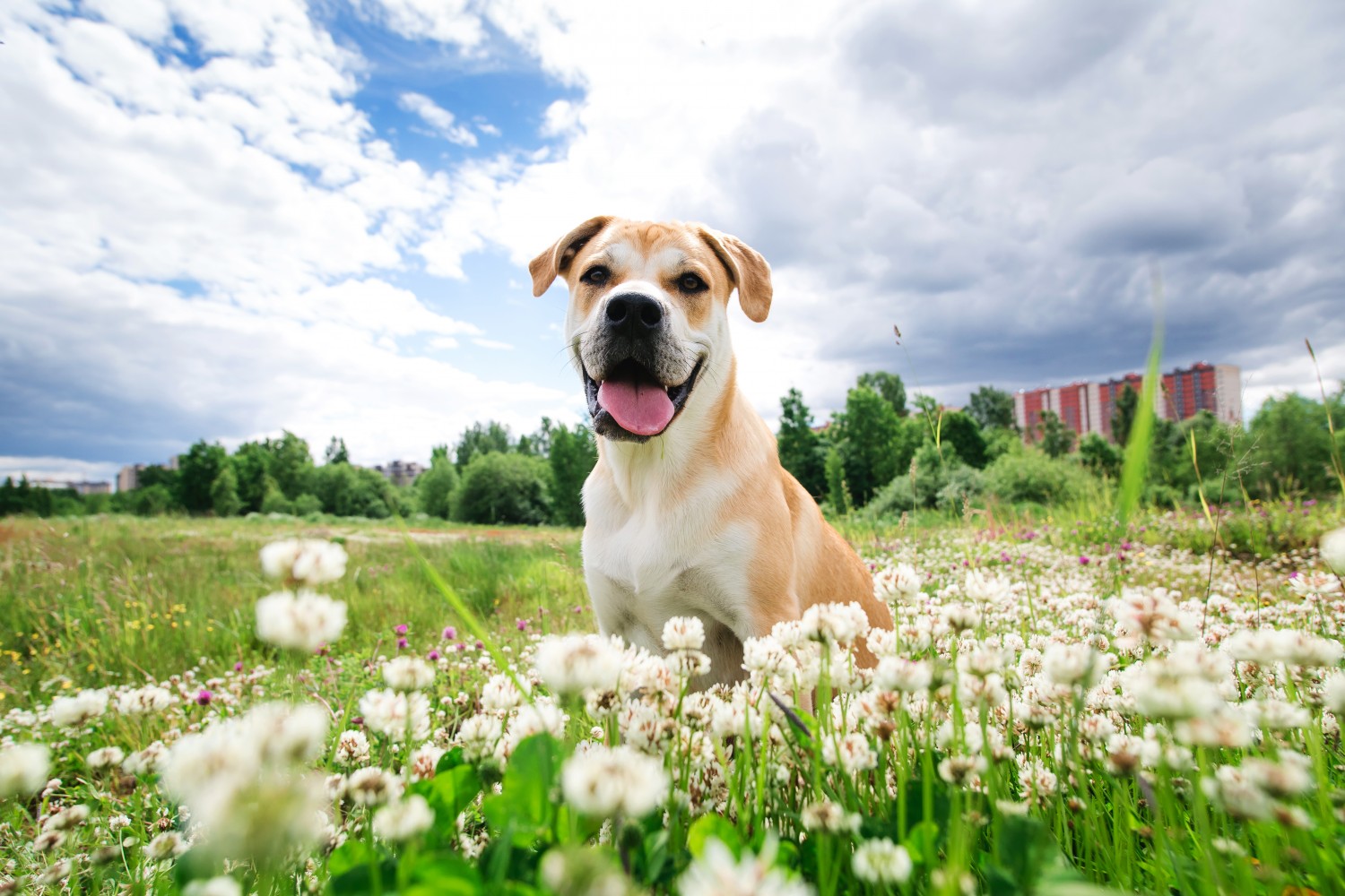 Dog and flowers Dog and flowers