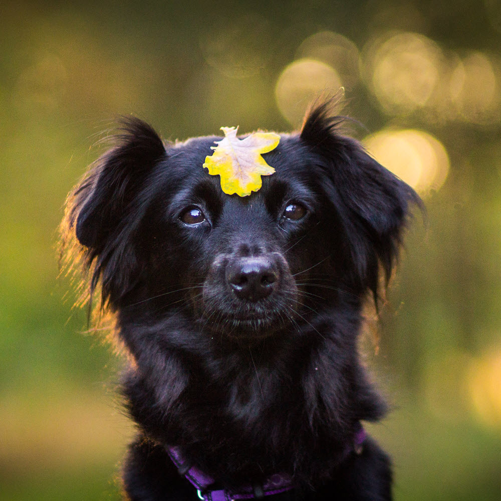 Dog with leaf on forehead